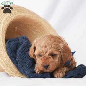 Max, Toy Poodle Puppy